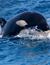Vorschau auf Bild 22 zu Wal- und Delfinbeobachtungskurse (Tarifa, Spanien)