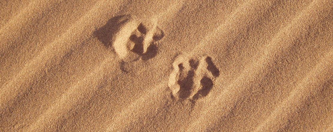 Marokko für Familien: Wüstenfuchs