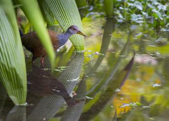 Bild 6 zum Reiseprogramm von Costa Rica for Family