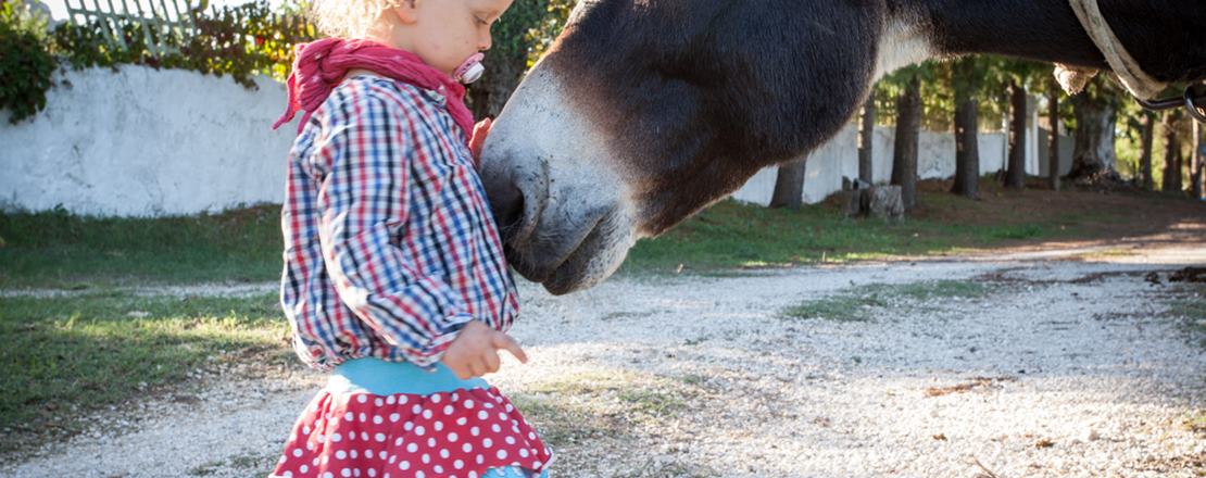 Ferienhäuser auf dem Biohof