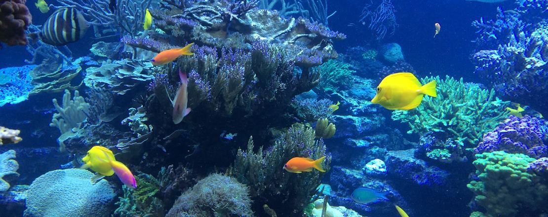 Tauchen und Schnorcheln